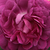 Vijolična - Galska vrtnica - Cardinal de Richelieu
